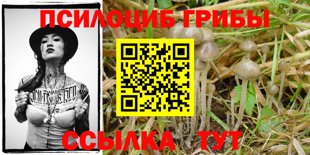Псилоцибиновые грибы Psilocybe Узловая